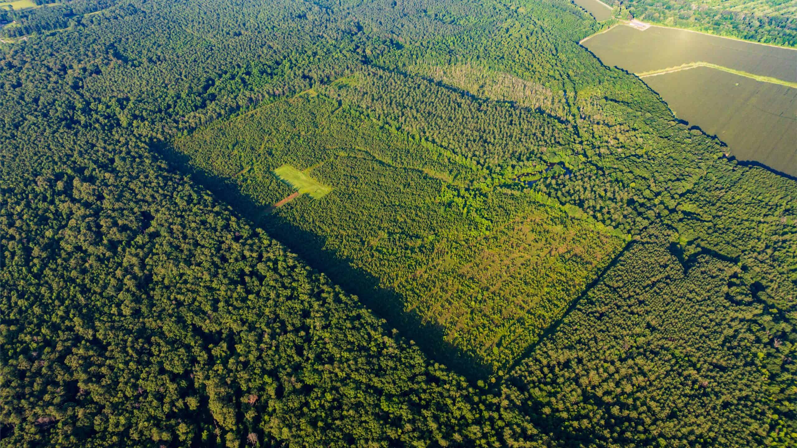 Jelks Bayou 360 – Timber and Hunting Investment Morehouse Parish