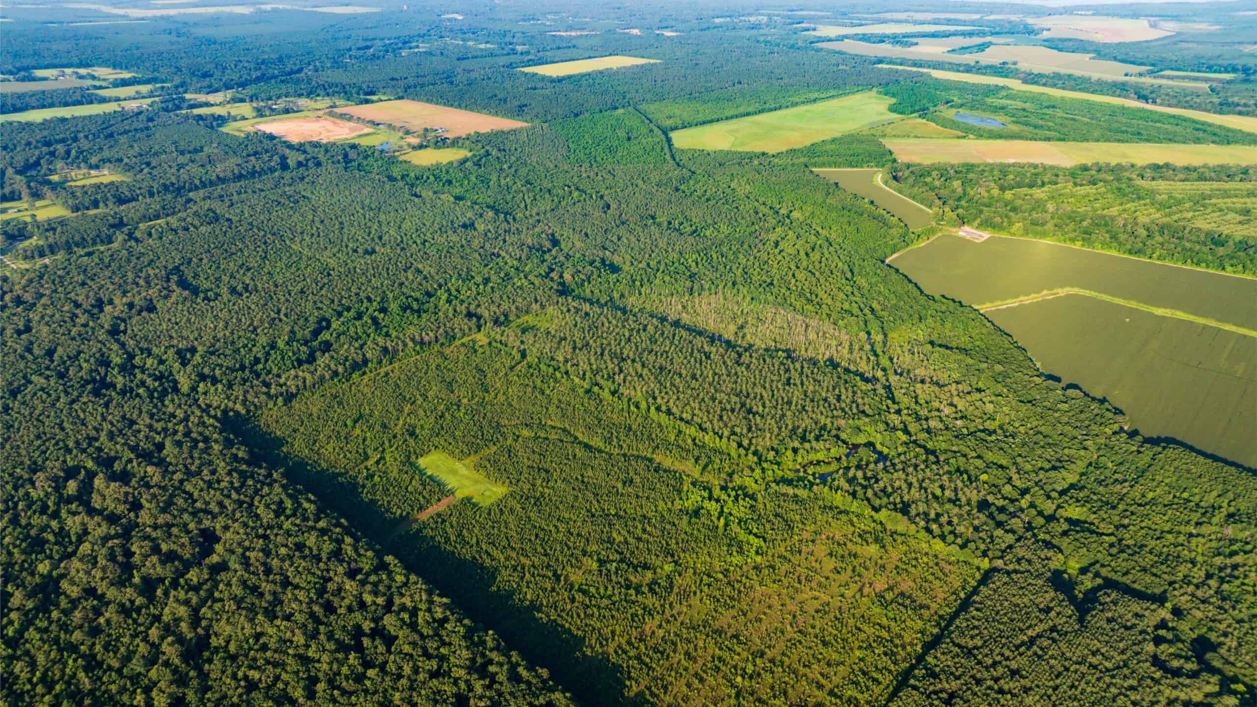 Jelks Bayou 360 – Timber and Hunting Investment Morehouse Parish