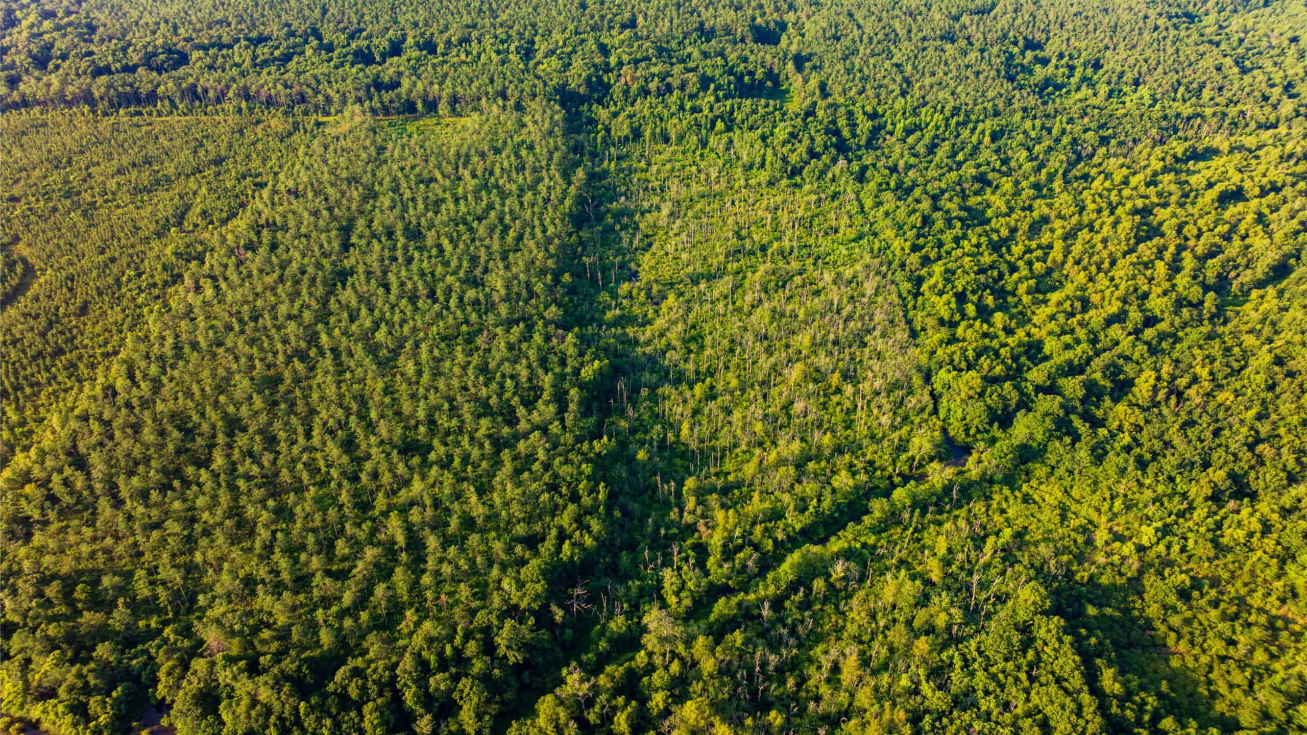 Jelks Bayou 360 – Timber and Hunting Investment Morehouse Parish