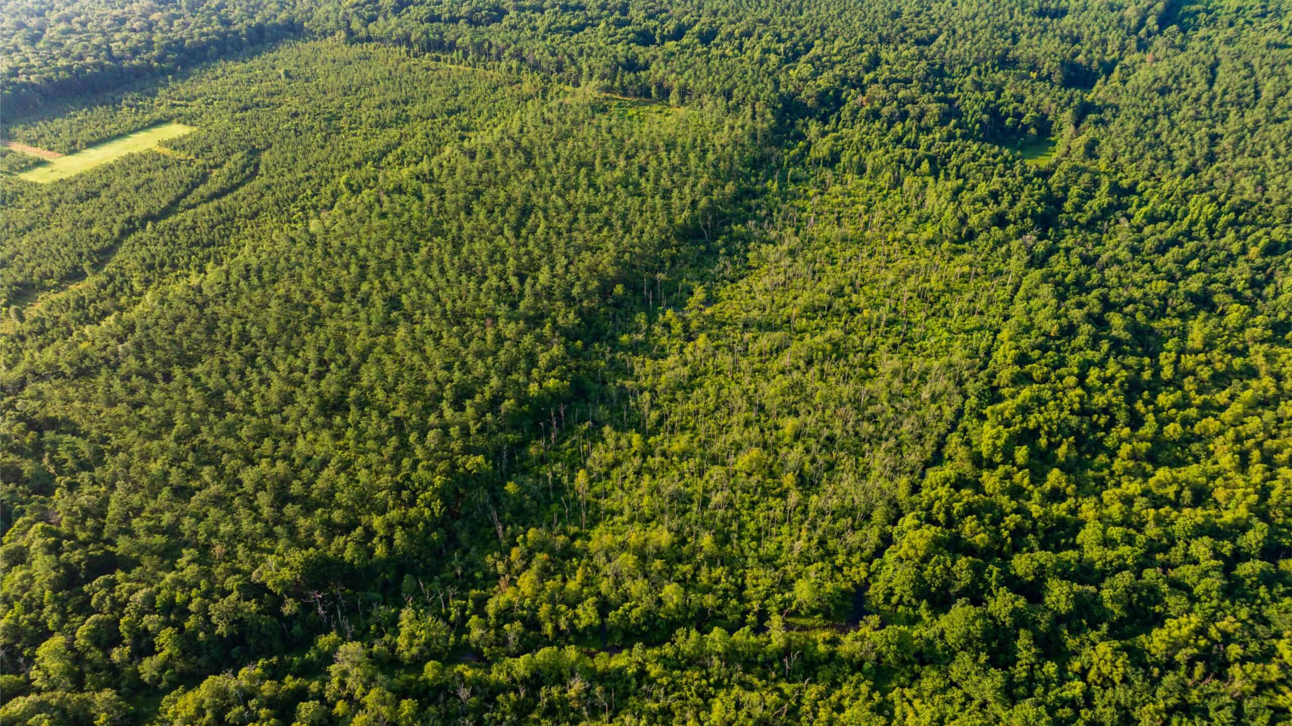 Jelks Bayou 360 – Timber and Hunting Investment Morehouse Parish