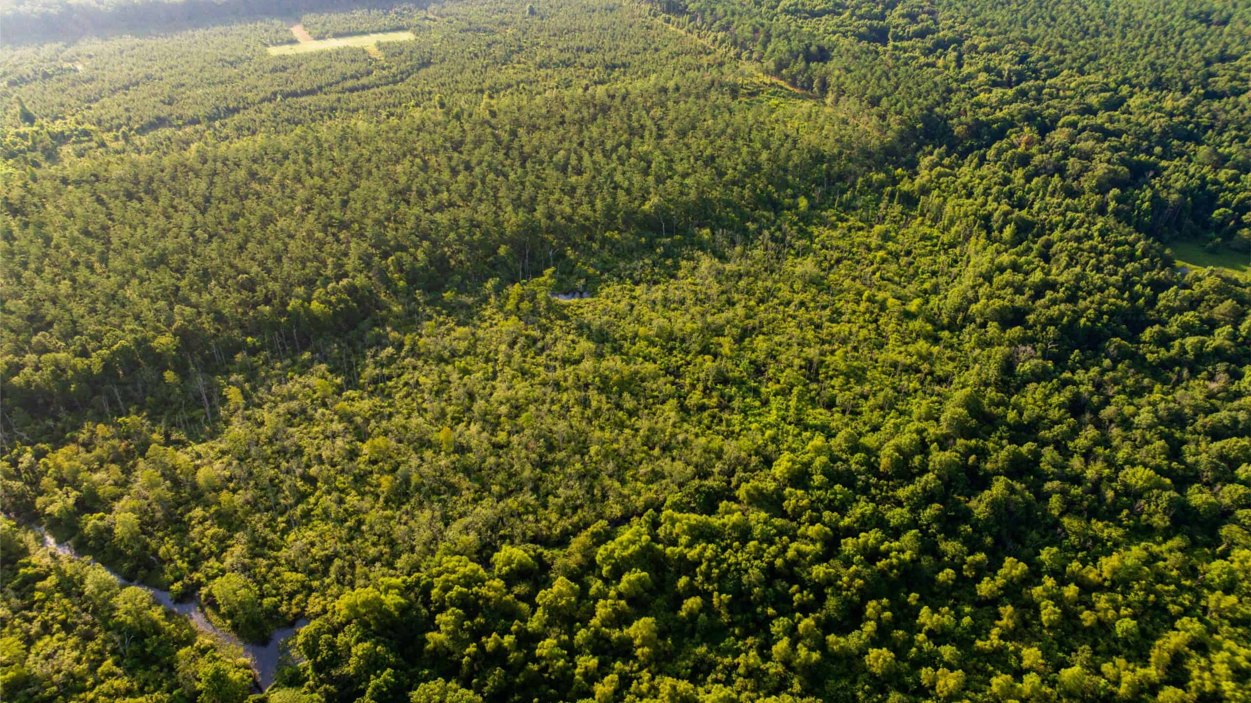 Jelks Bayou 360 – Timber and Hunting Investment Morehouse Parish