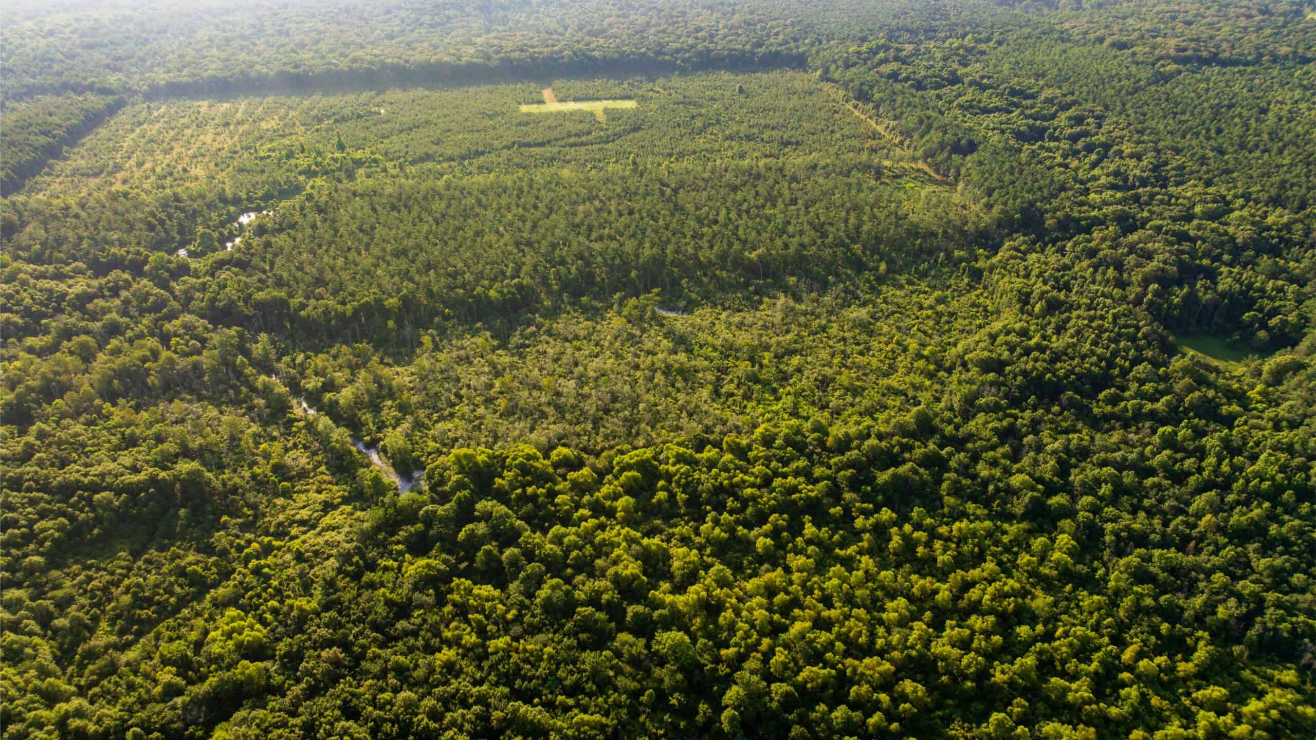 Jelks Bayou 360 – Timber and Hunting Investment Morehouse Parish