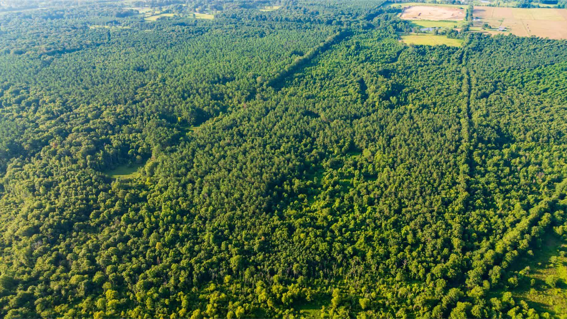 Jelks Bayou 360 – Timber and Hunting Investment Morehouse Parish