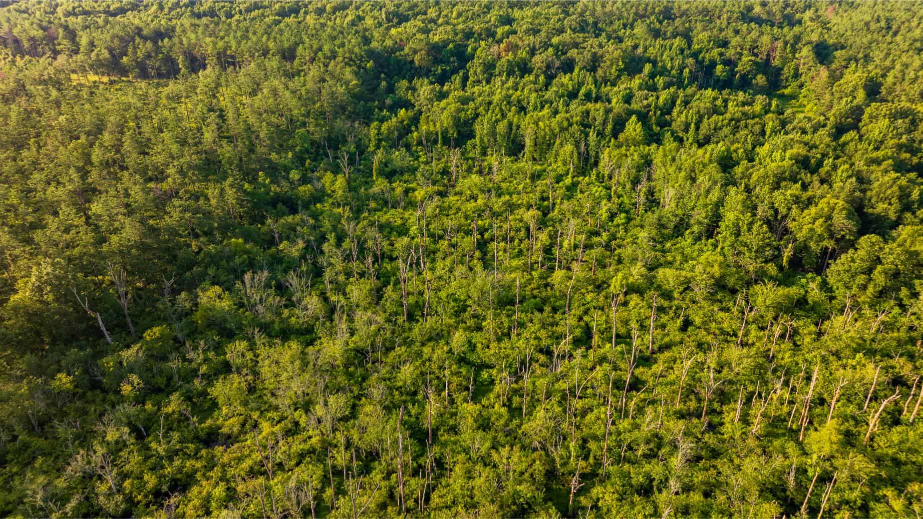 Jelks Bayou 360 – Timber and Hunting Investment Morehouse Parish