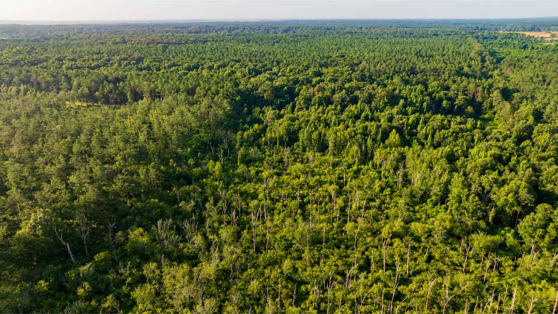 Jelks Bayou 360 – Timber and Hunting Investment Morehouse Parish
