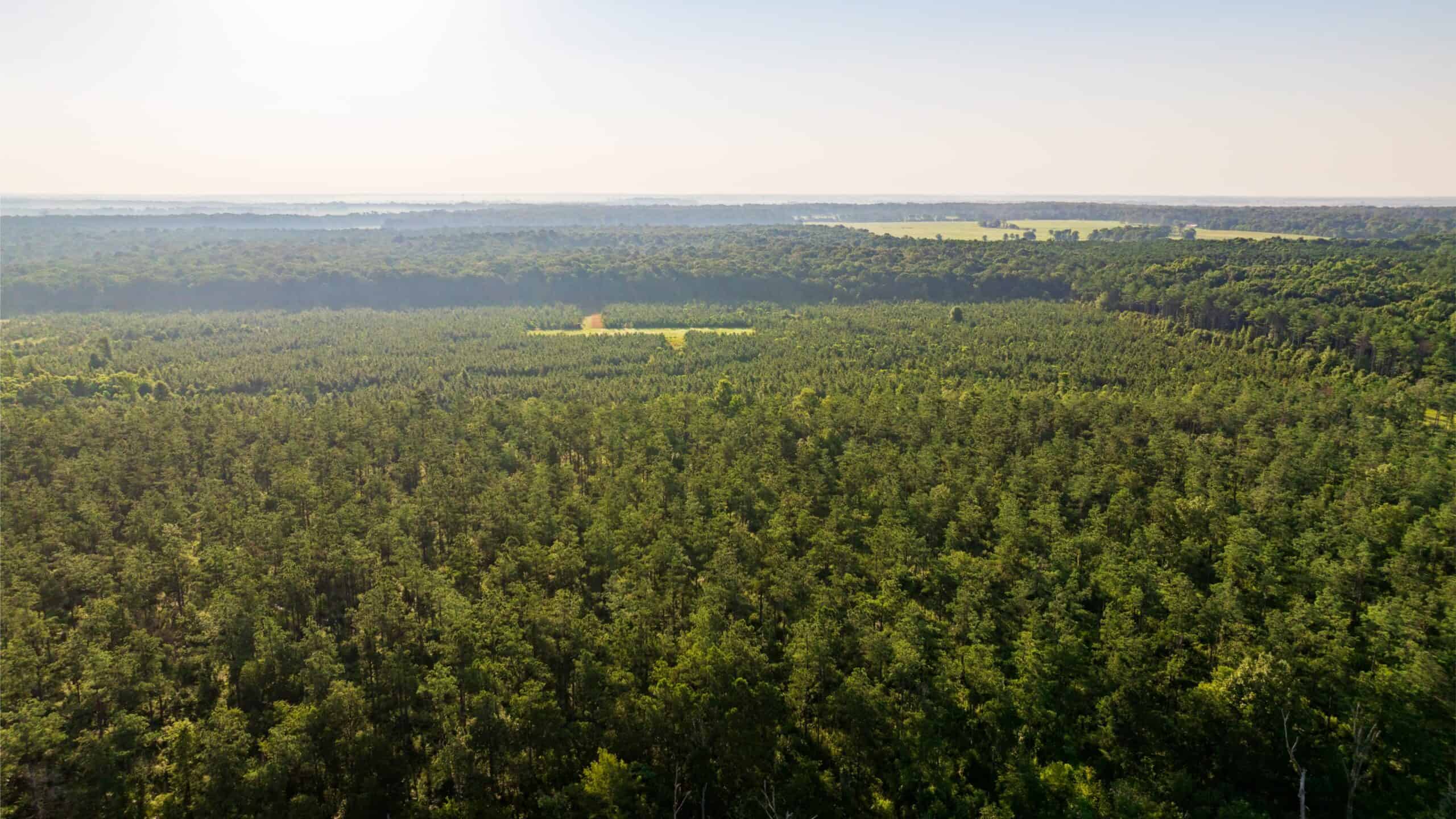 Jelks Bayou 360 – Timber and Hunting Investment Morehouse Parish