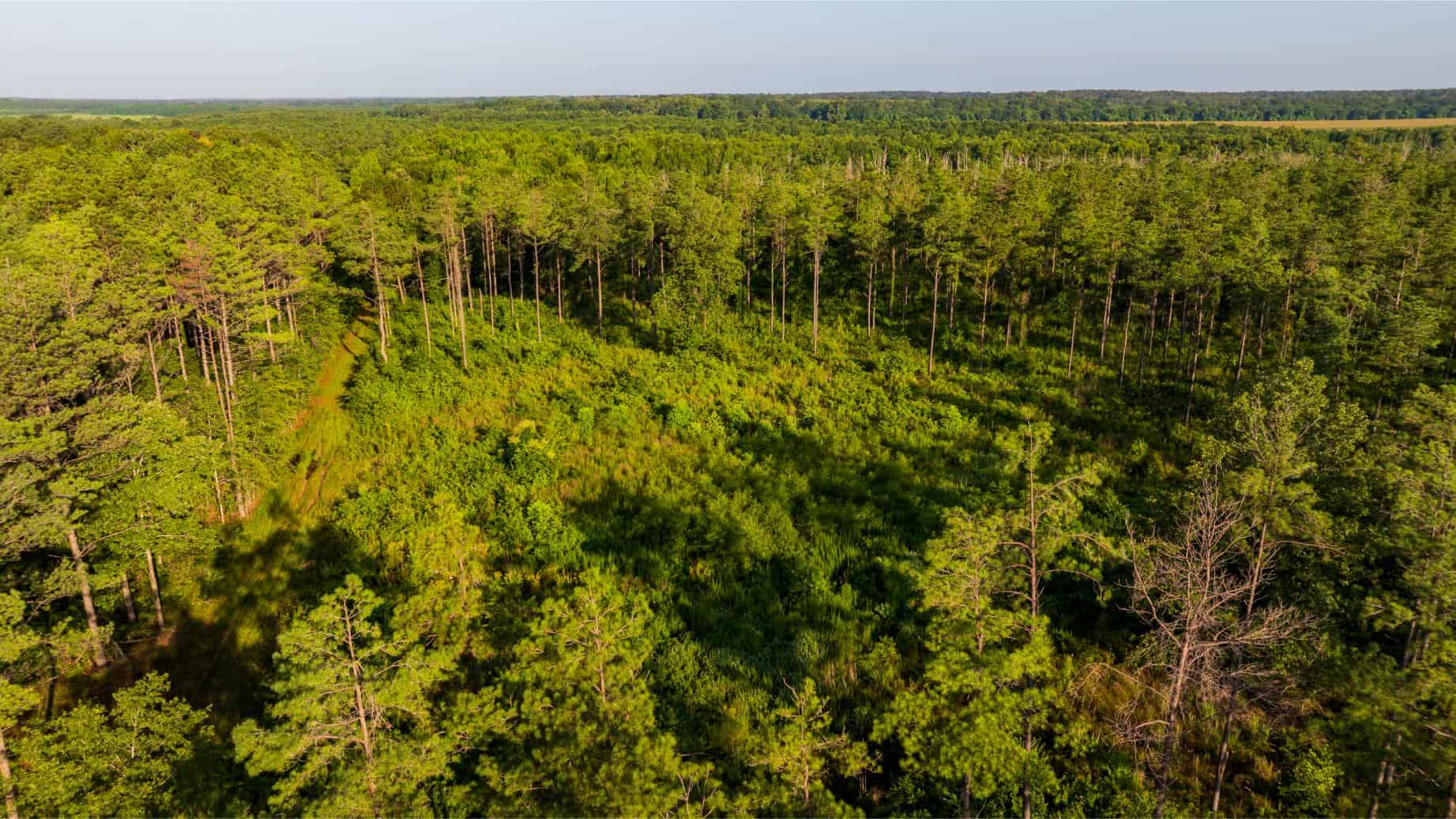 Jelks Bayou 360 – Timber and Hunting Investment Morehouse Parish