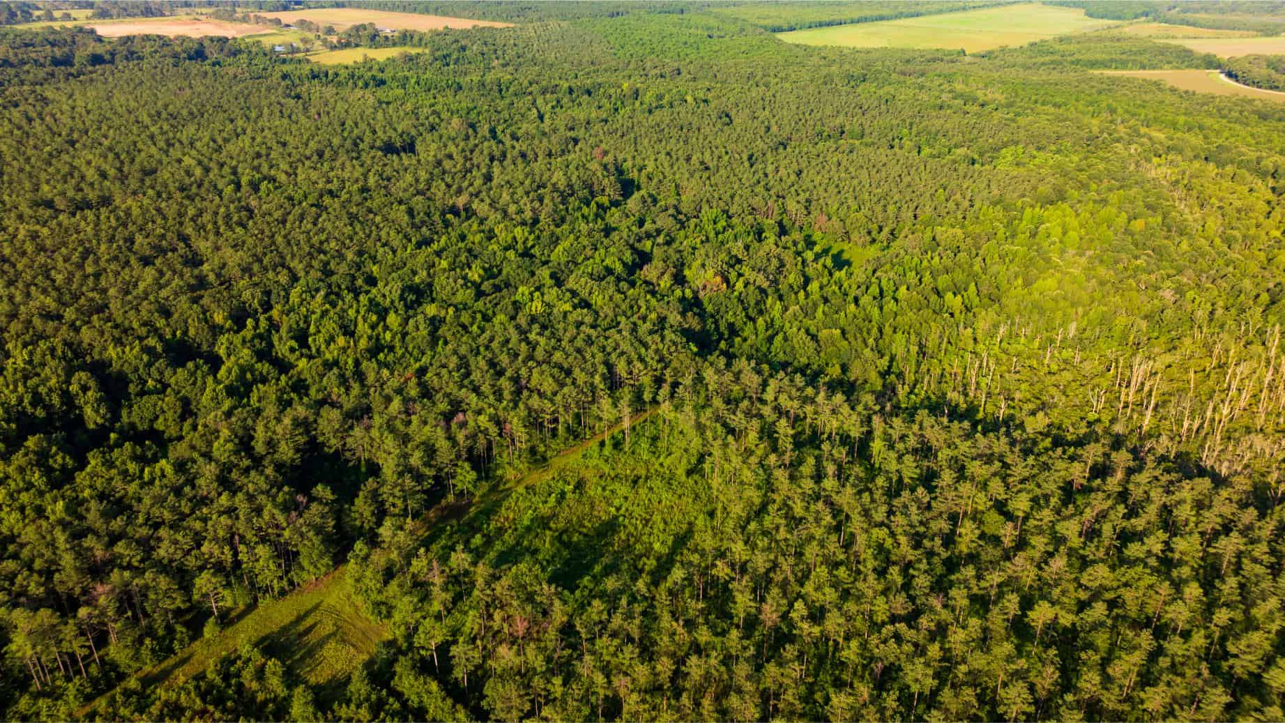 Jelks Bayou 360 – Timber and Hunting Investment Morehouse Parish