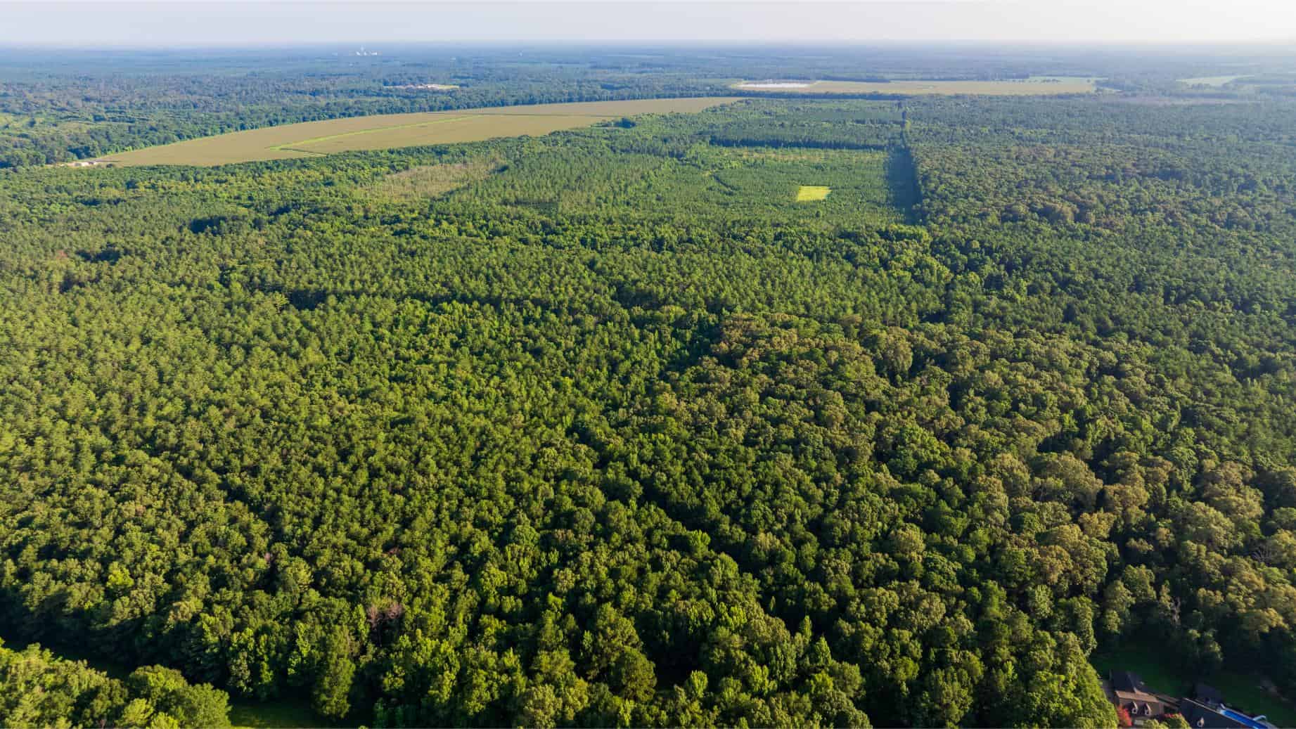 Jelks Bayou 360 – Timber and Hunting Investment Morehouse Parish