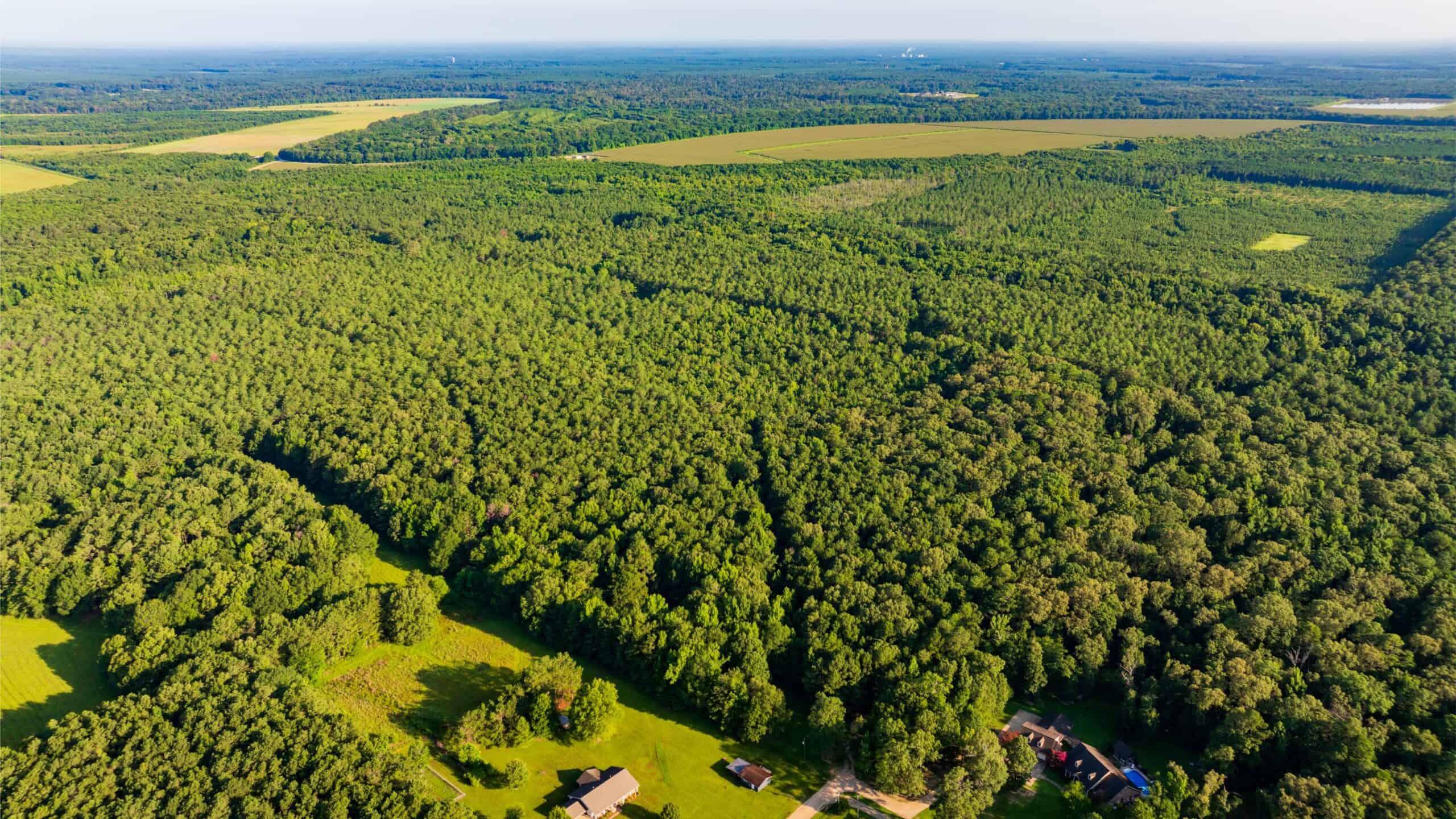 Jelks Bayou 360 – Timber and Hunting Investment Morehouse Parish