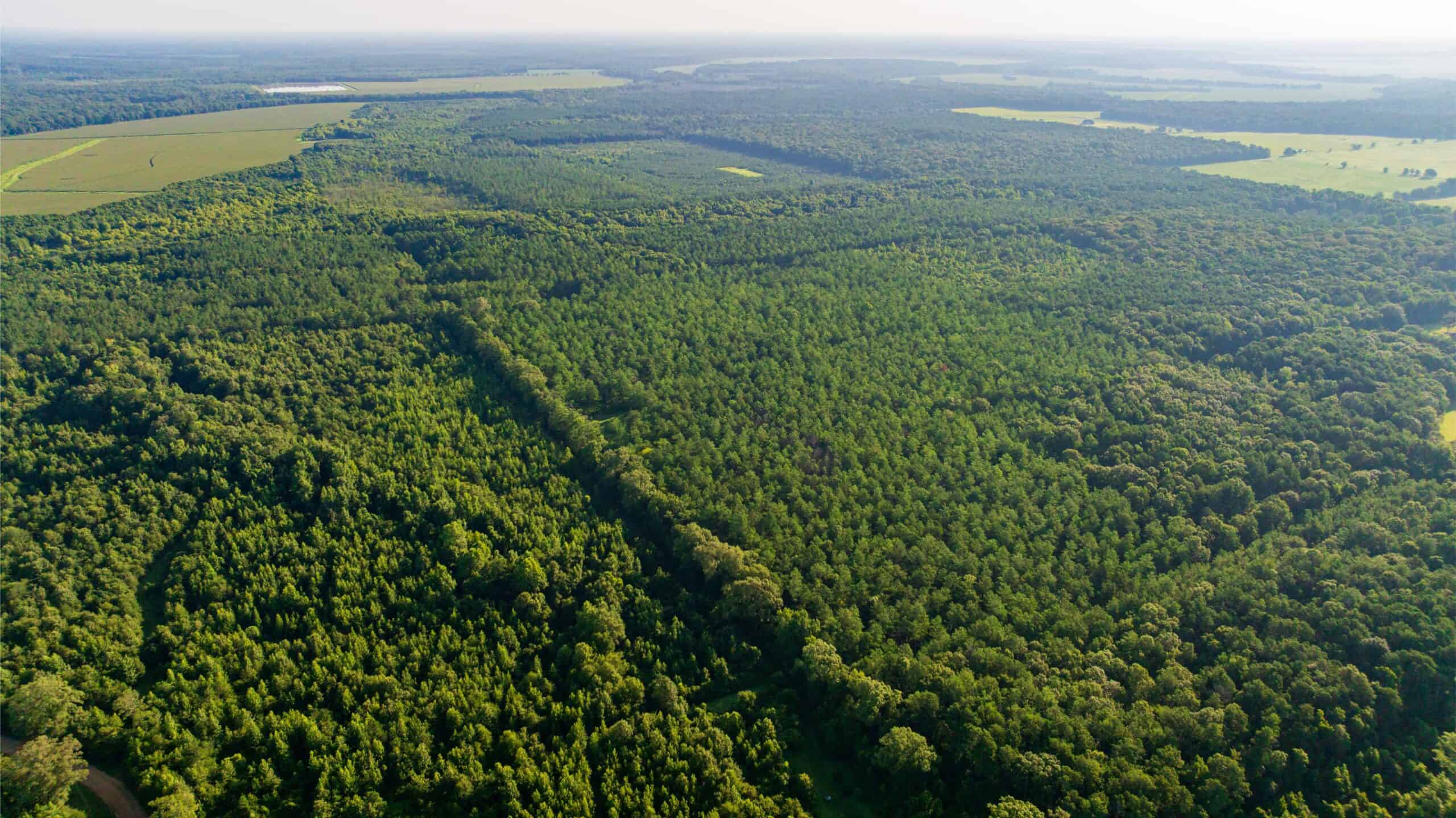 Jelks Bayou 360 – Timber and Hunting Investment Morehouse Parish
