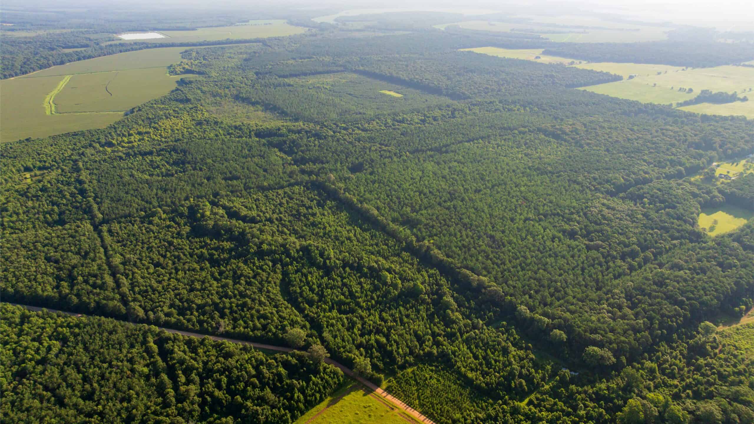 Jelks Bayou 360 – Timber and Hunting Investment Morehouse Parish