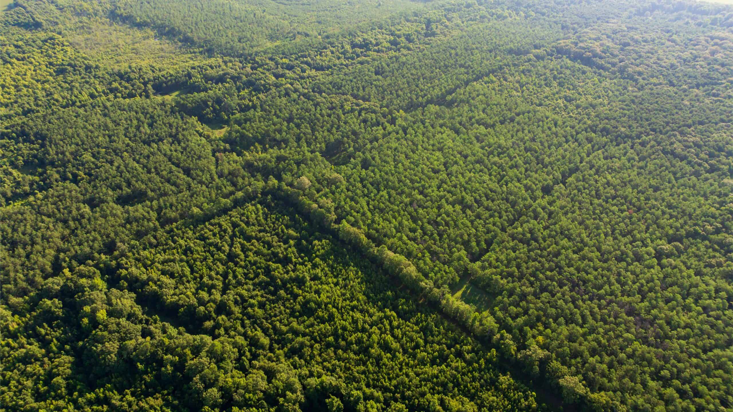 Jelks Bayou 360 – Timber and Hunting Investment Morehouse Parish