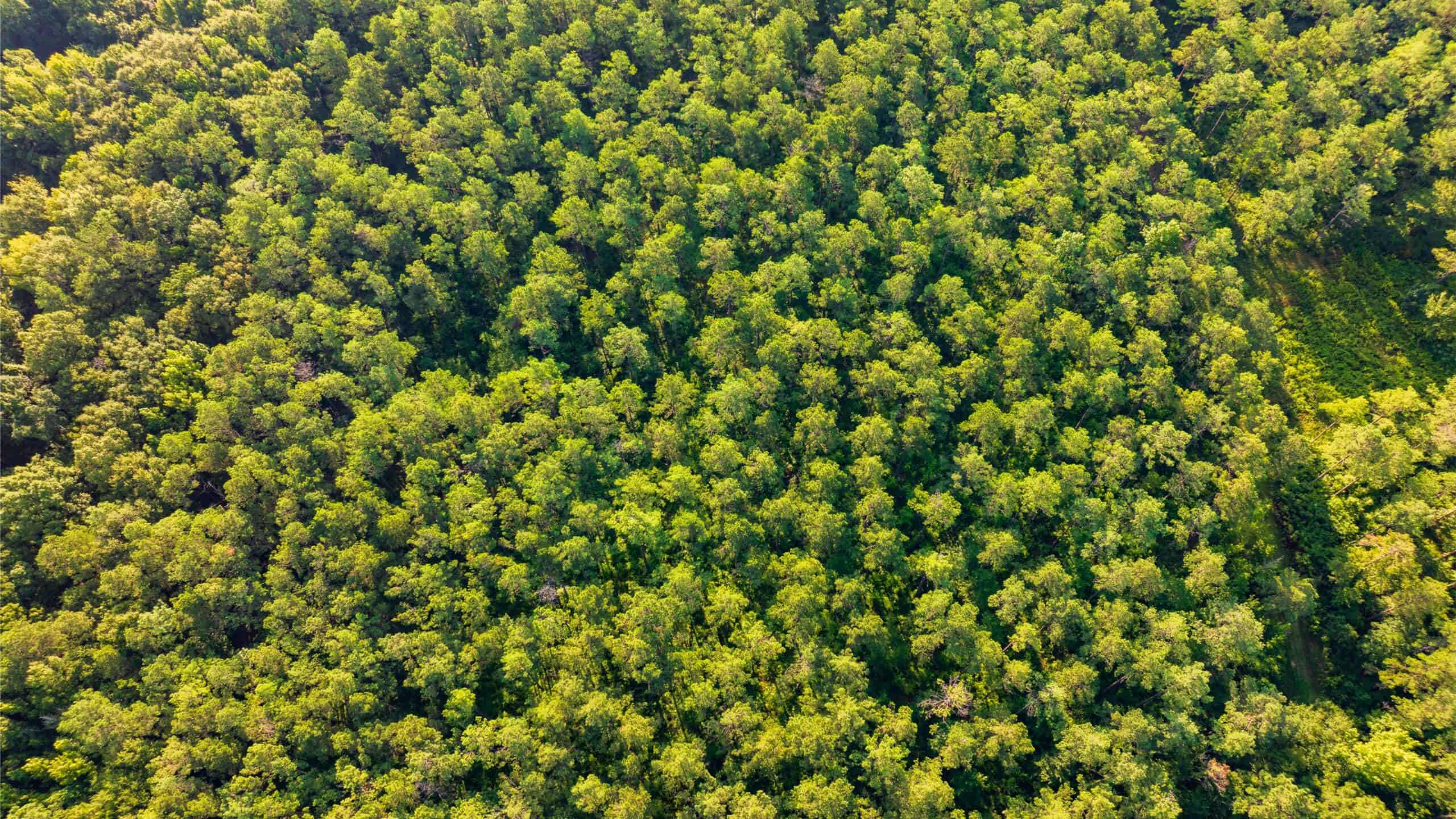 Jelks Bayou 360 – Timber and Hunting Investment Morehouse Parish