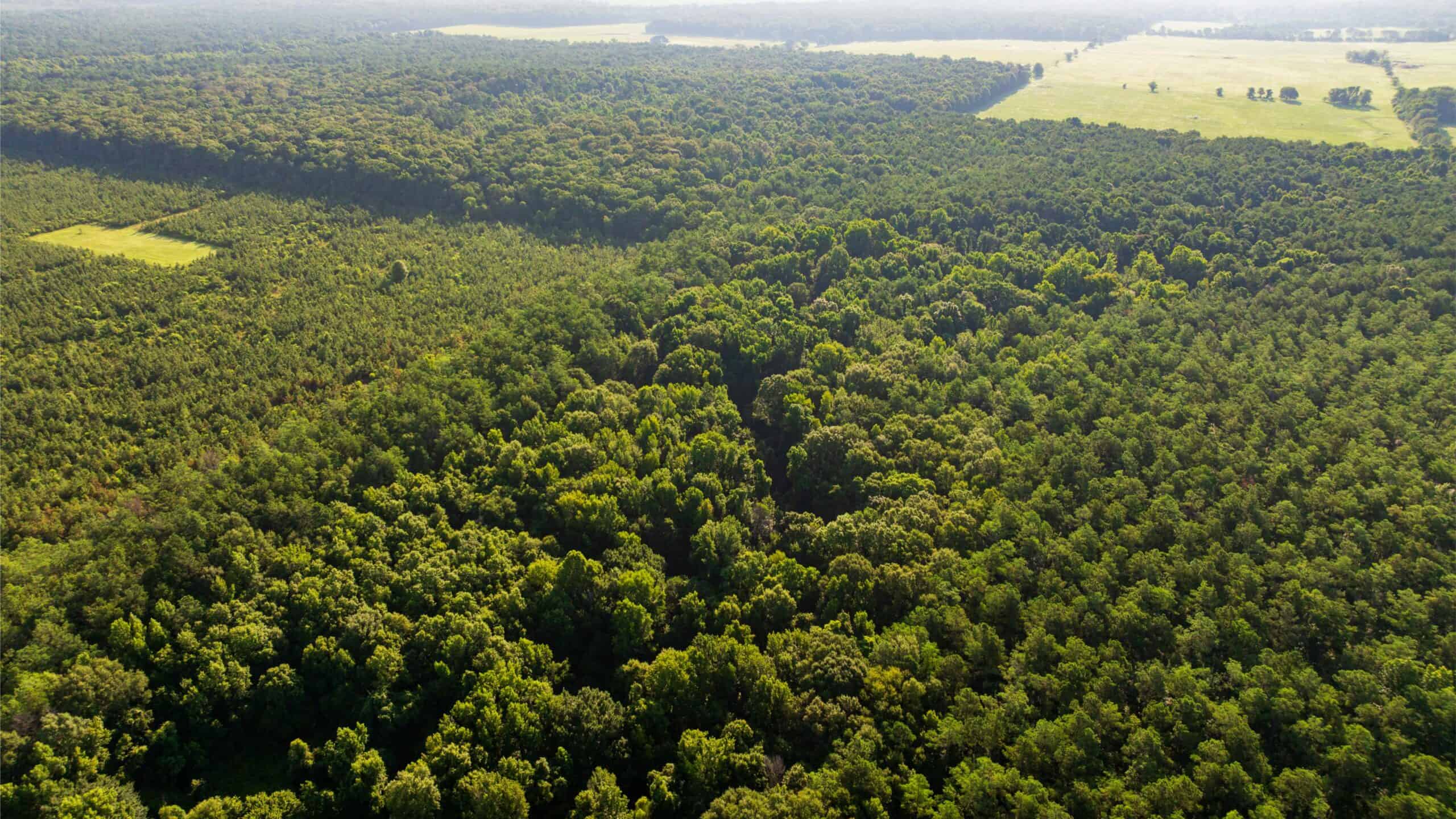 Jelks Bayou 360 – Timber and Hunting Investment Morehouse Parish