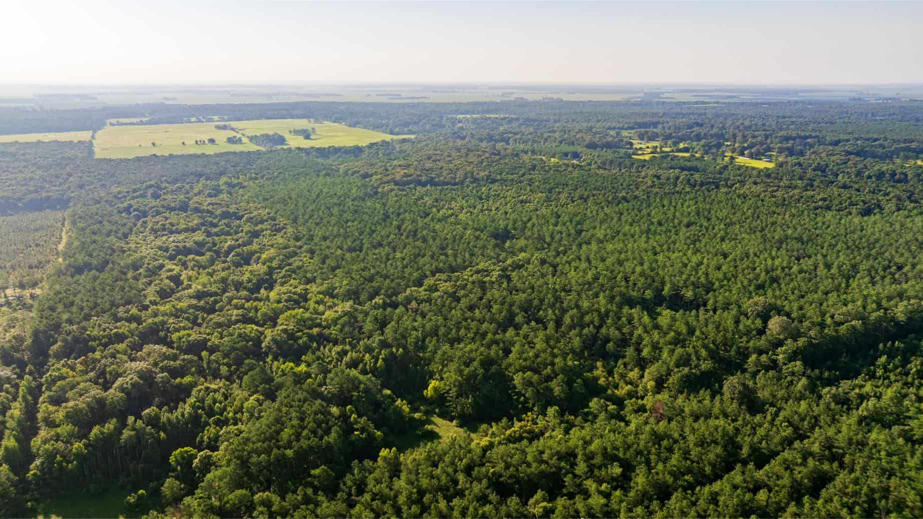 Jelks Bayou 360 – Timber and Hunting Investment Morehouse Parish