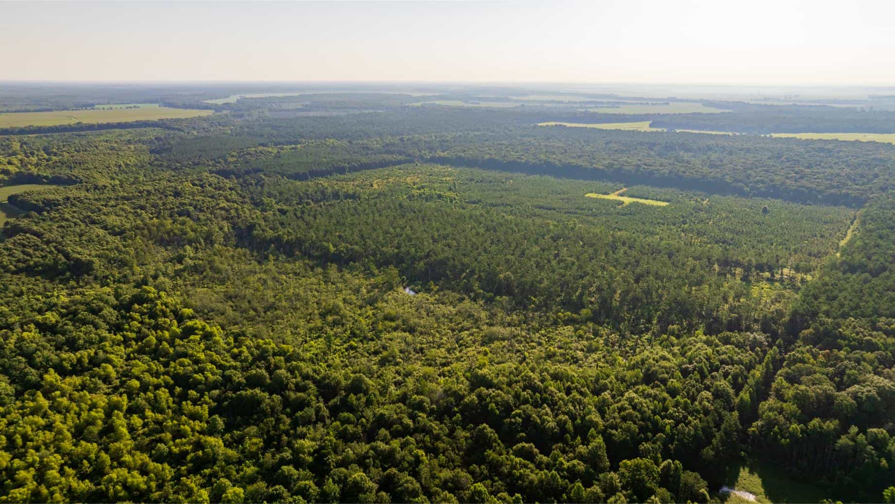 Jelks Bayou 360 – Timber and Hunting Investment Morehouse Parish