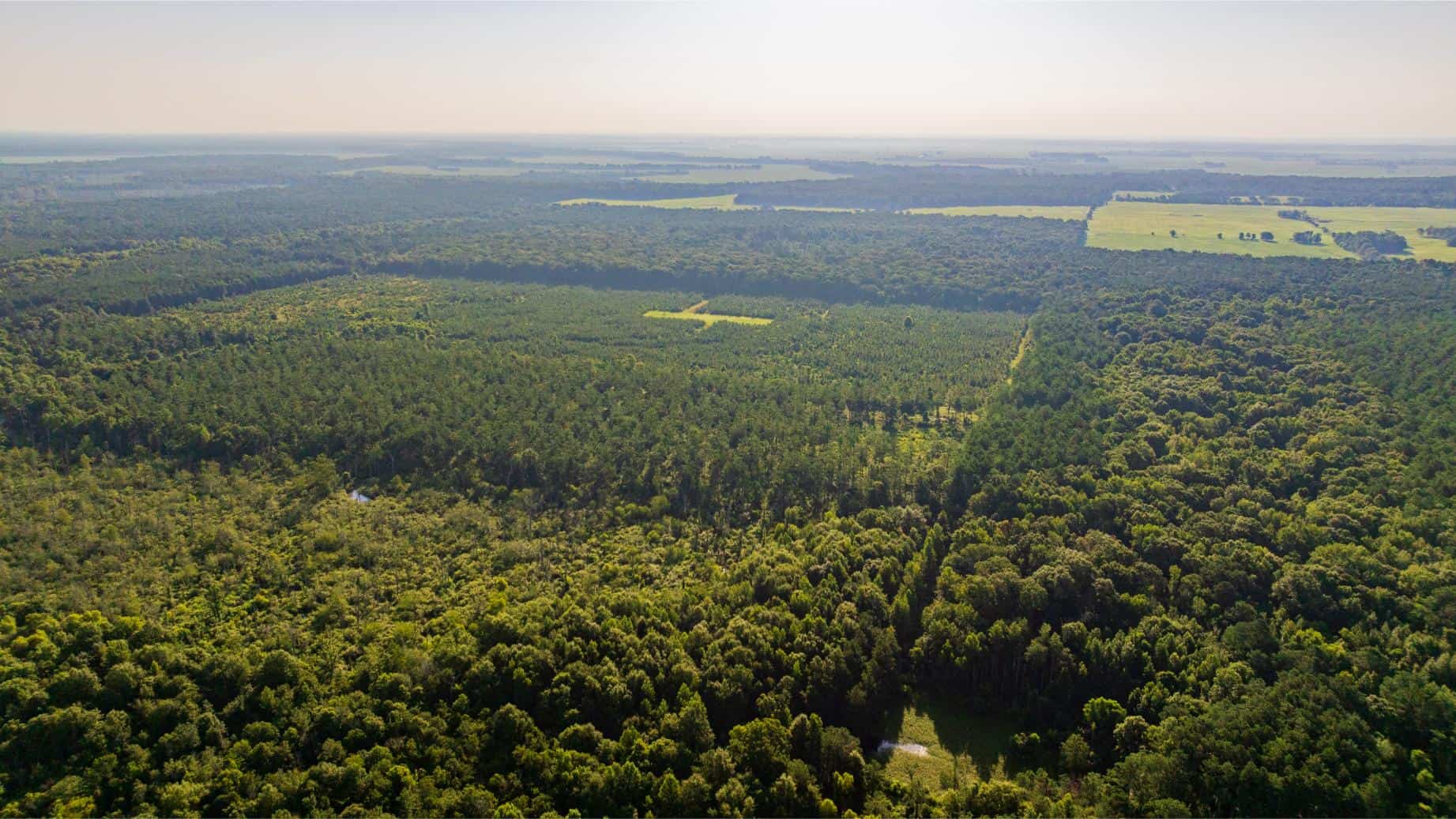 Jelks Bayou 360 – Timber and Hunting Investment Morehouse Parish