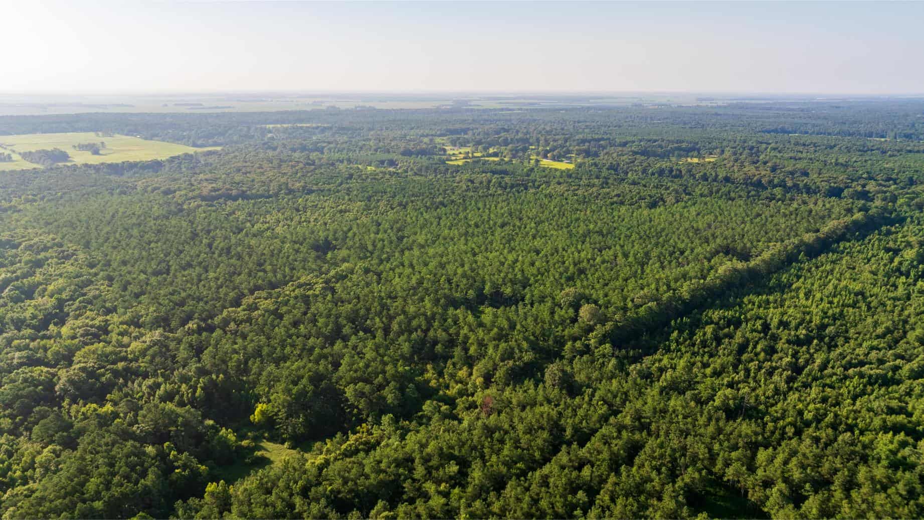 Jelks Bayou 360 – Timber and Hunting Investment Morehouse Parish