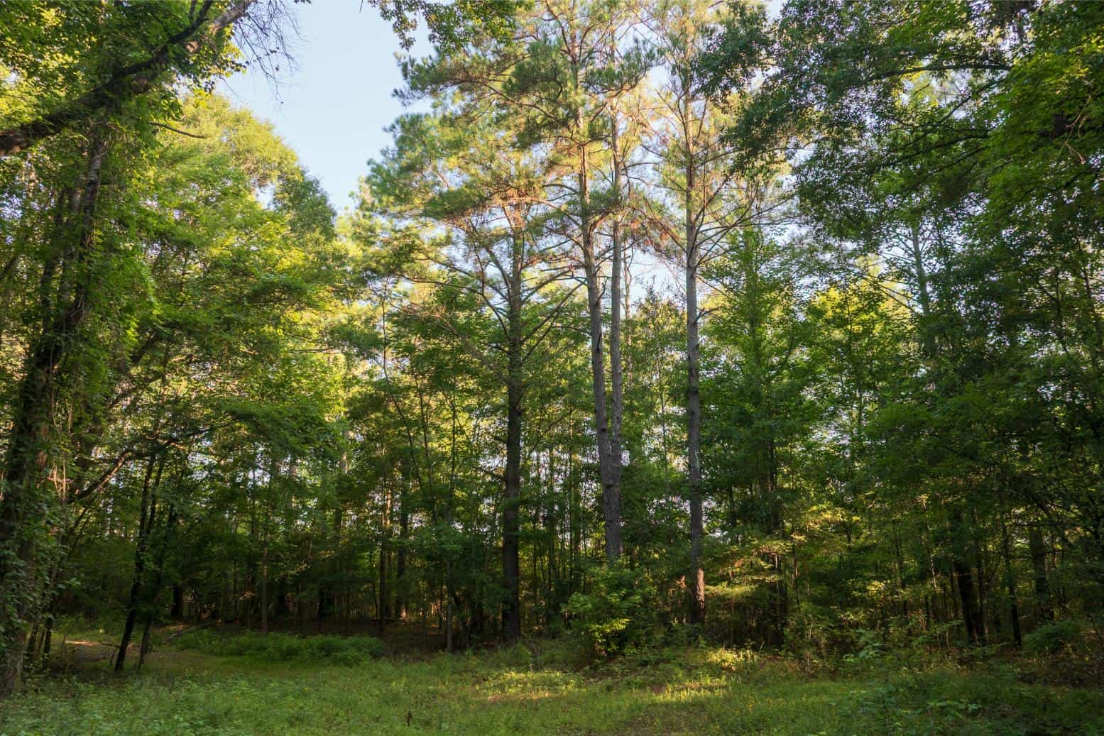Jelks Bayou 360 – Timber and Hunting Investment Morehouse Parish