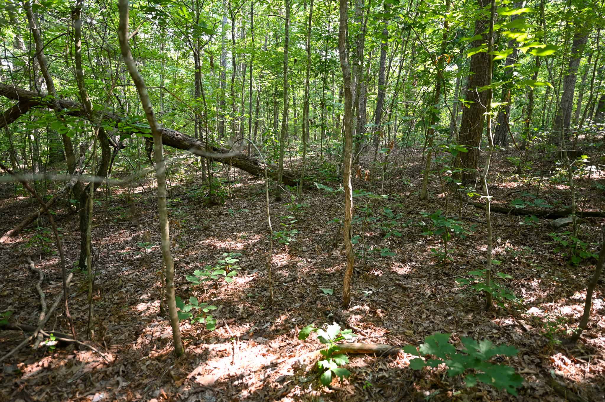 Hunting Land For Sale Texas County MO