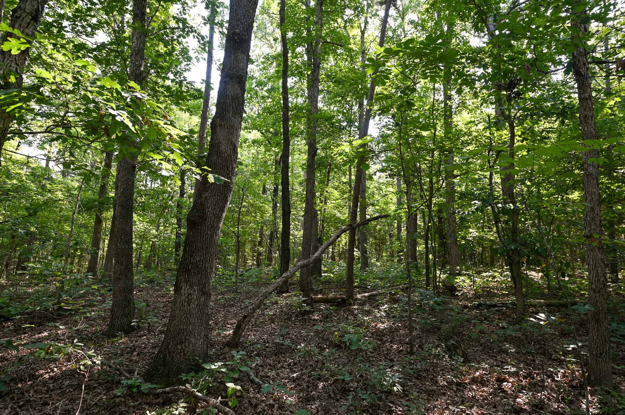 Hunting Land For Sale Texas County MO