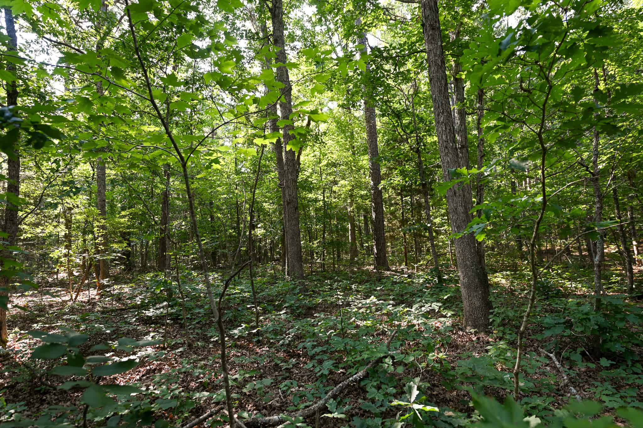 Hunting Land For Sale Texas County MO