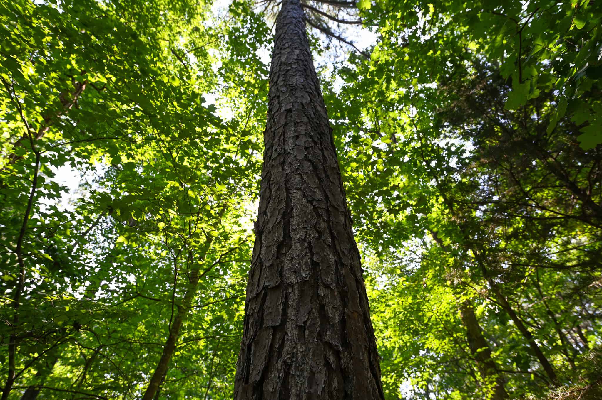 Hunting Land For Sale Texas County MO