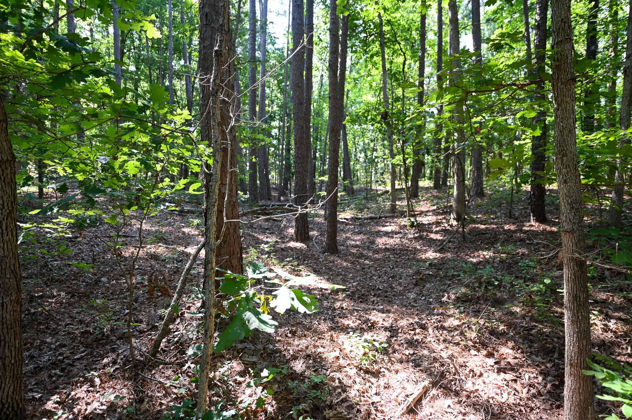 Hunting Land For Sale Texas County MO