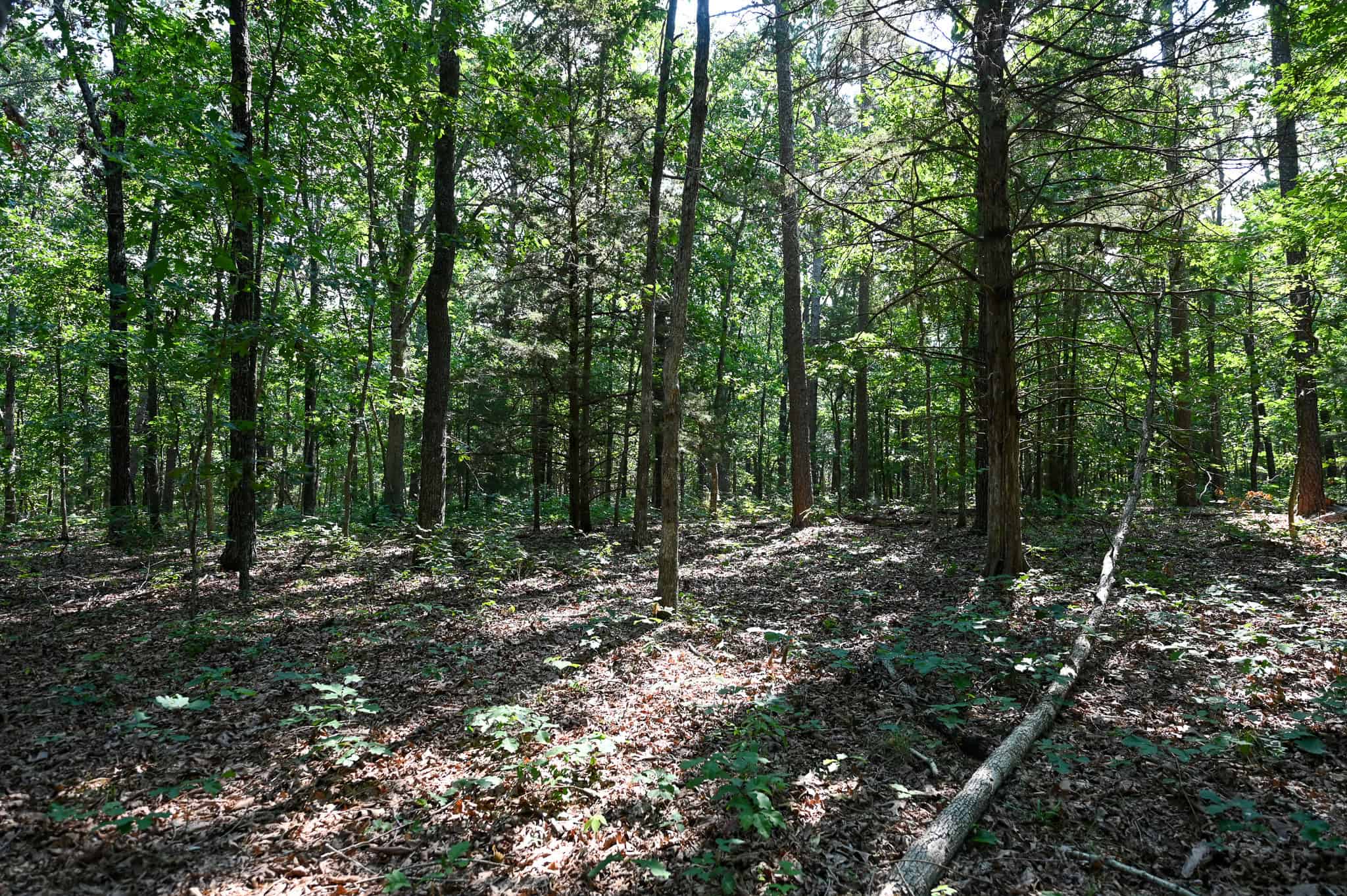 Hunting Land For Sale Texas County MO