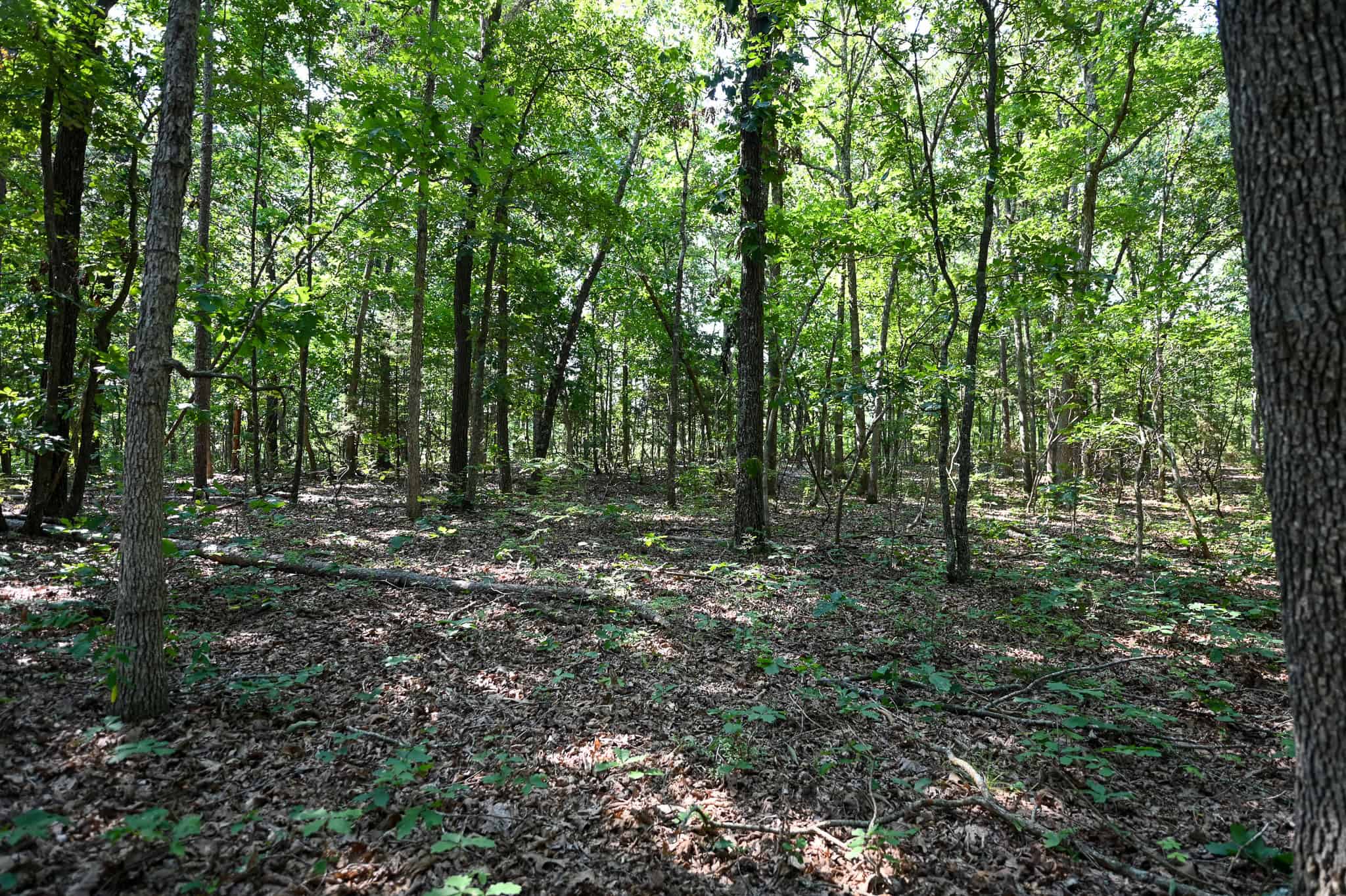 Hunting Land For Sale Texas County MO