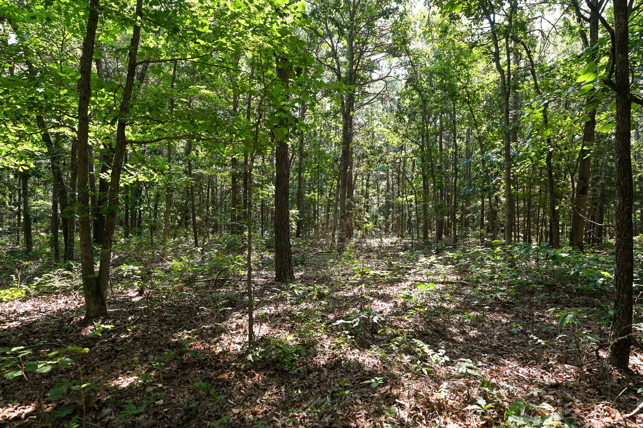 Hunting Land For Sale Texas County MO
