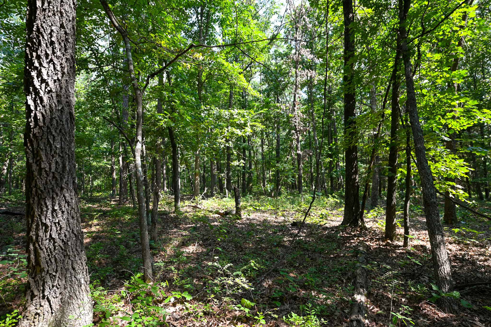Hunting Land For Sale Texas County MO