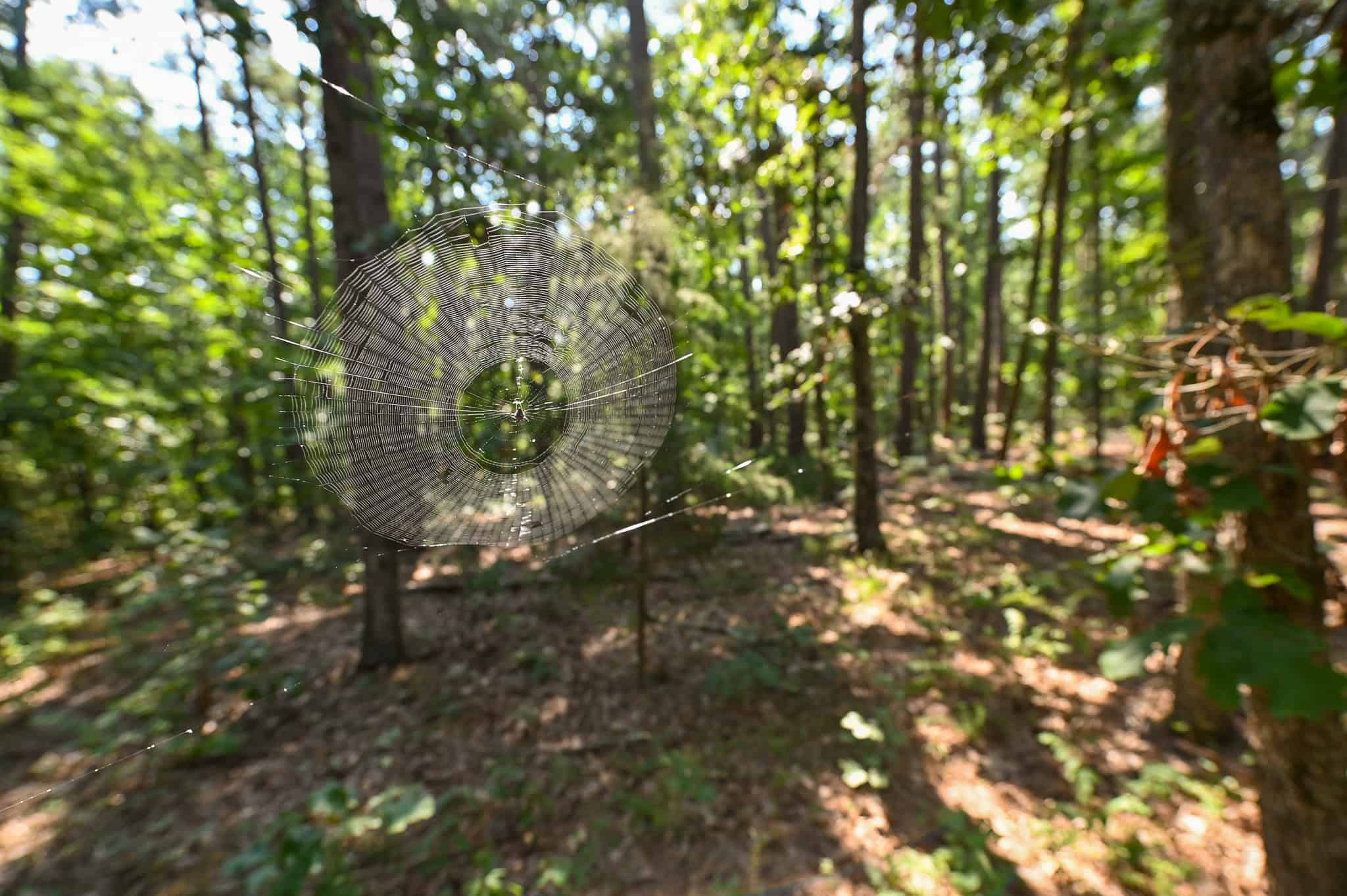 Hunting Land For Sale Texas County MO