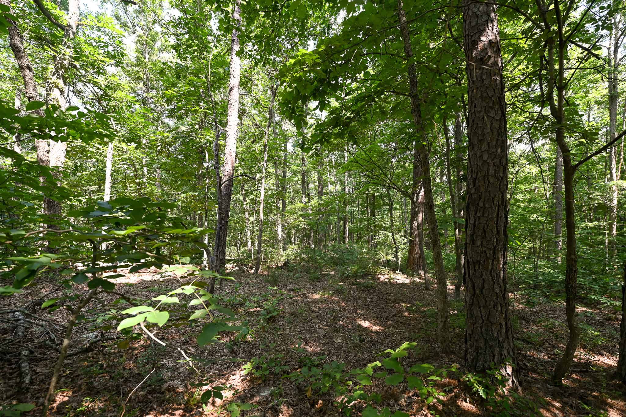 Hunting Land For Sale Texas County MO