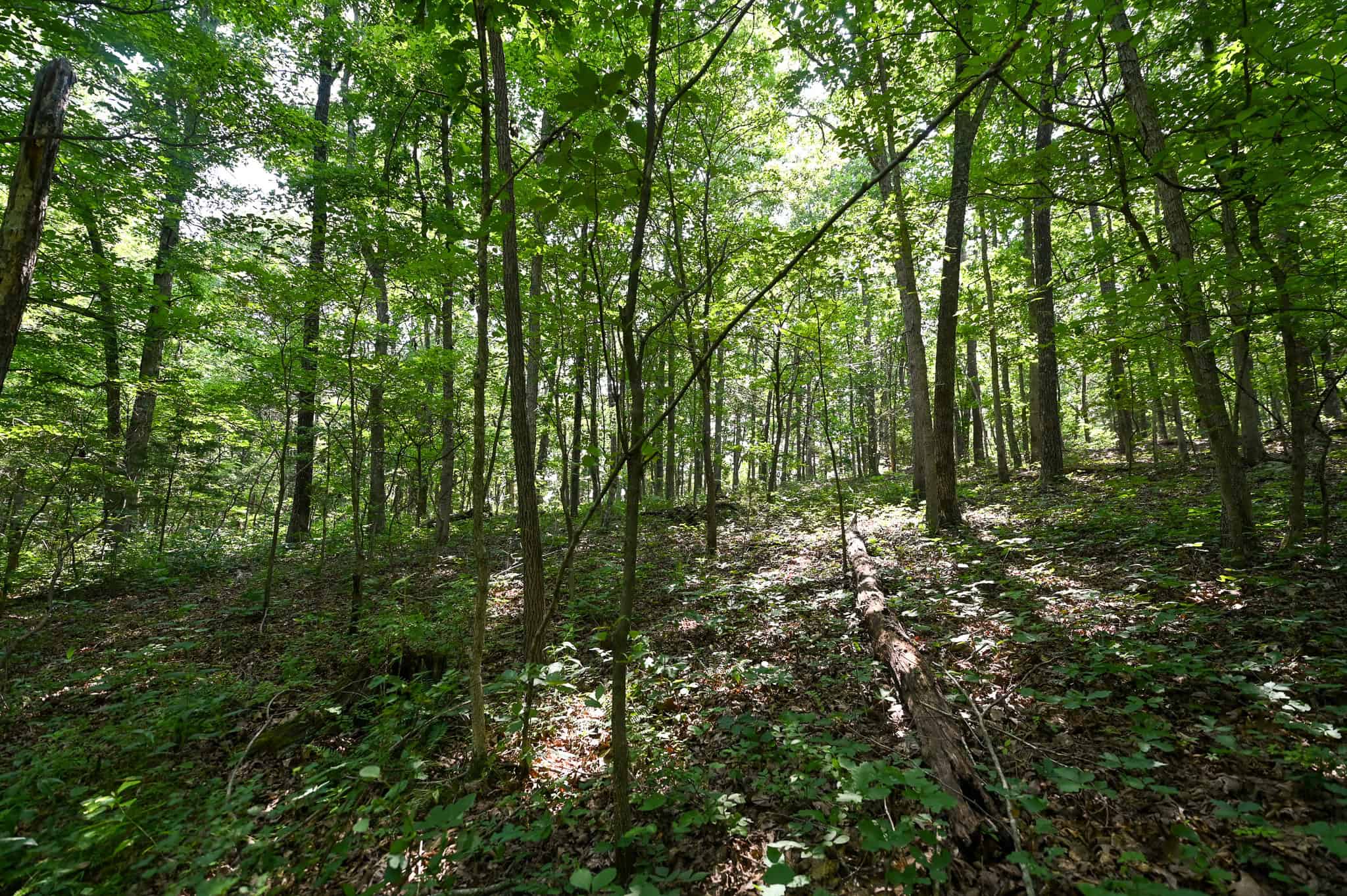 Hunting Land For Sale Texas County MO
