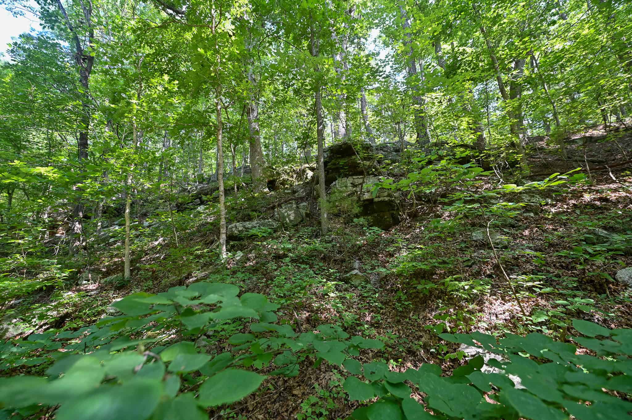 Hunting Land For Sale Texas County MO