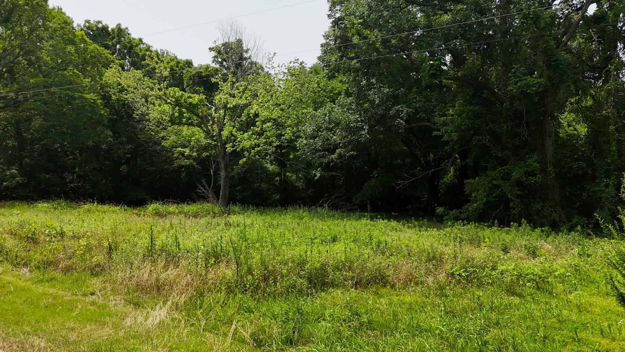 69 Acre Hunting Land For Sale in Lauderdale County, TN