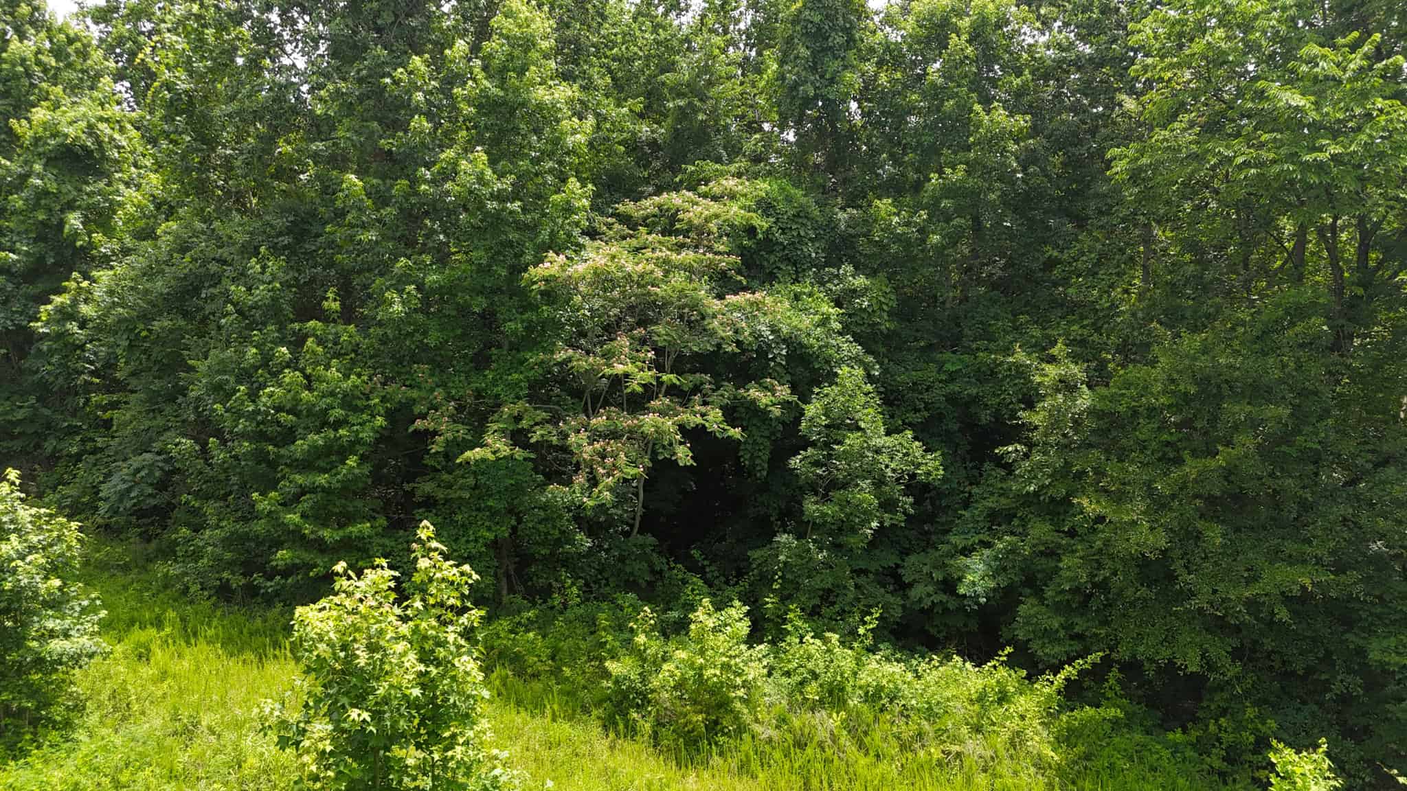 69 Acre Hunting Land For Sale in Lauderdale County, TN