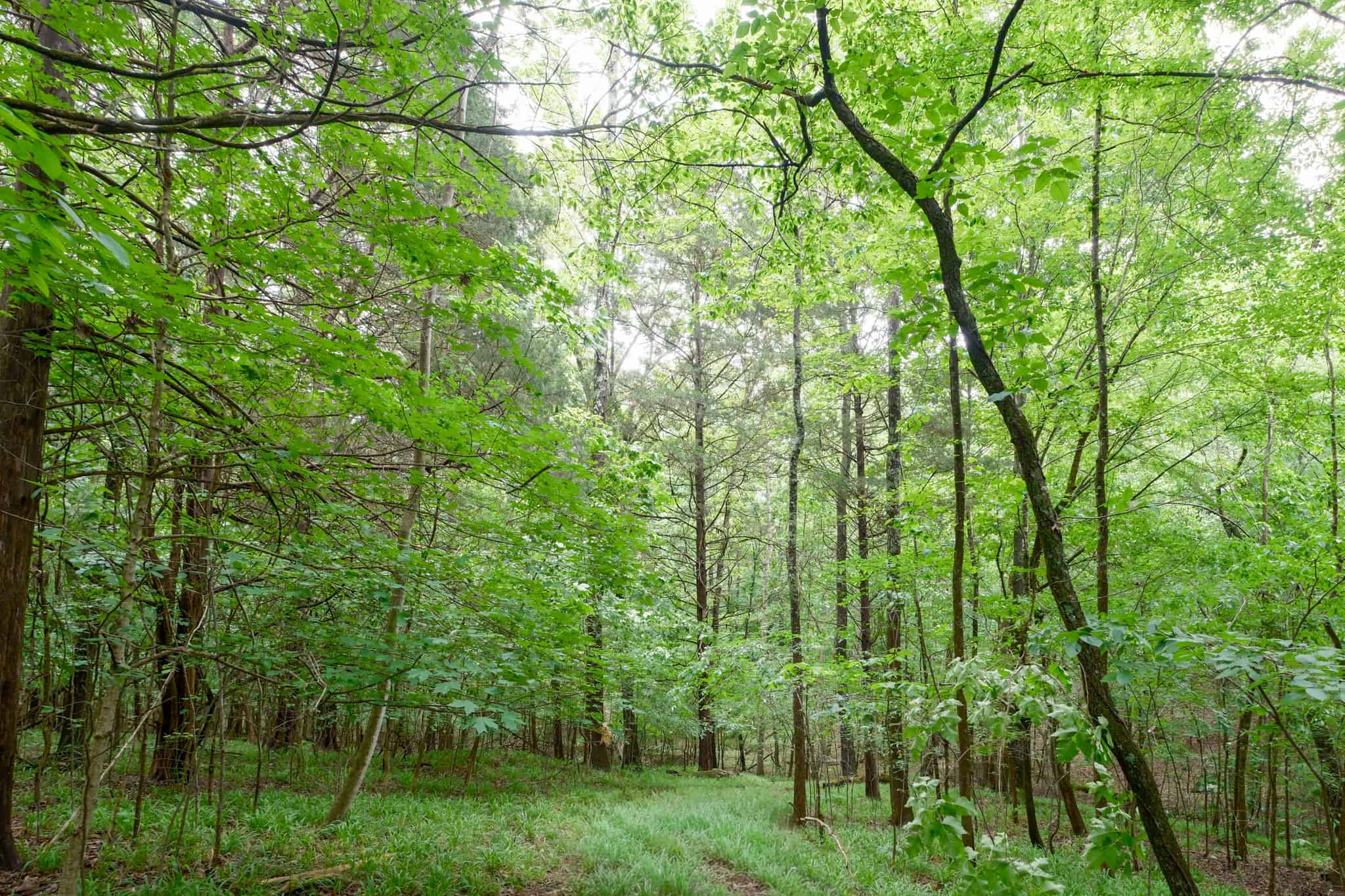69 Acre Hunting Land For Sale in Lauderdale County, TN