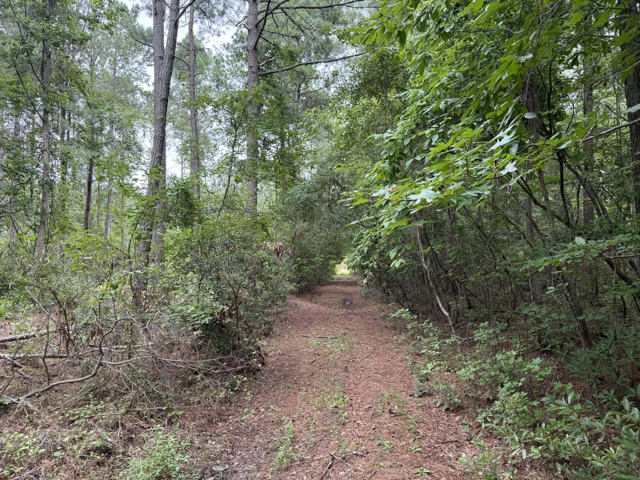 115 Acres of Hunting & Timberland for Sale in NC