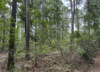 115 Acres of Hunting & Timberland for Sale in NC