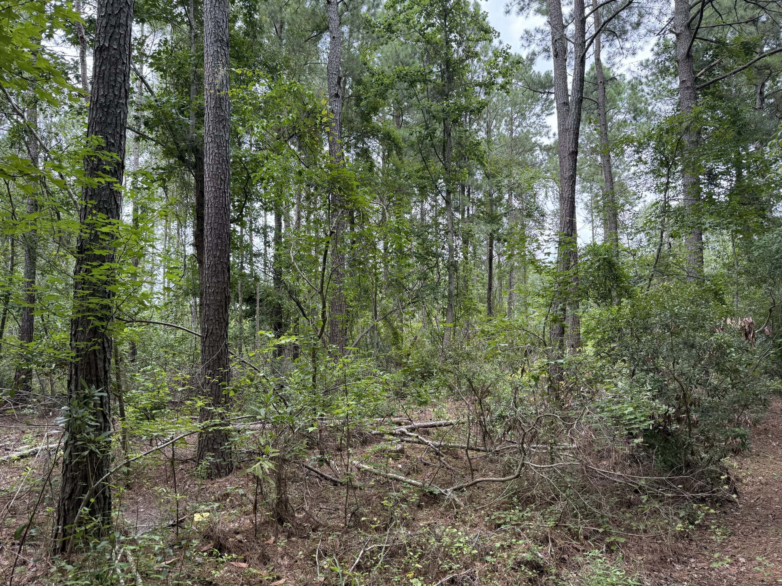 115 Acres of Hunting & Timberland for Sale in NC