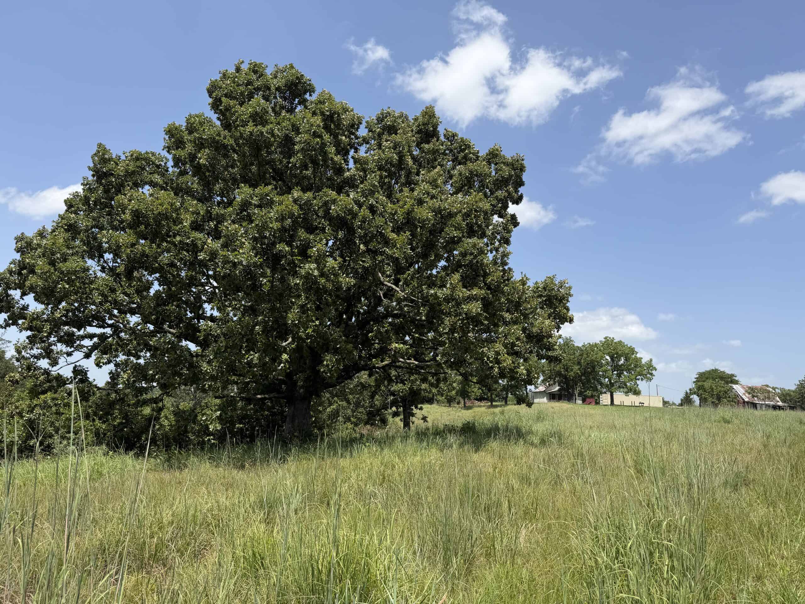 128-Acre Hunting & Recreational Property for Sale in the Missouri Ozarks