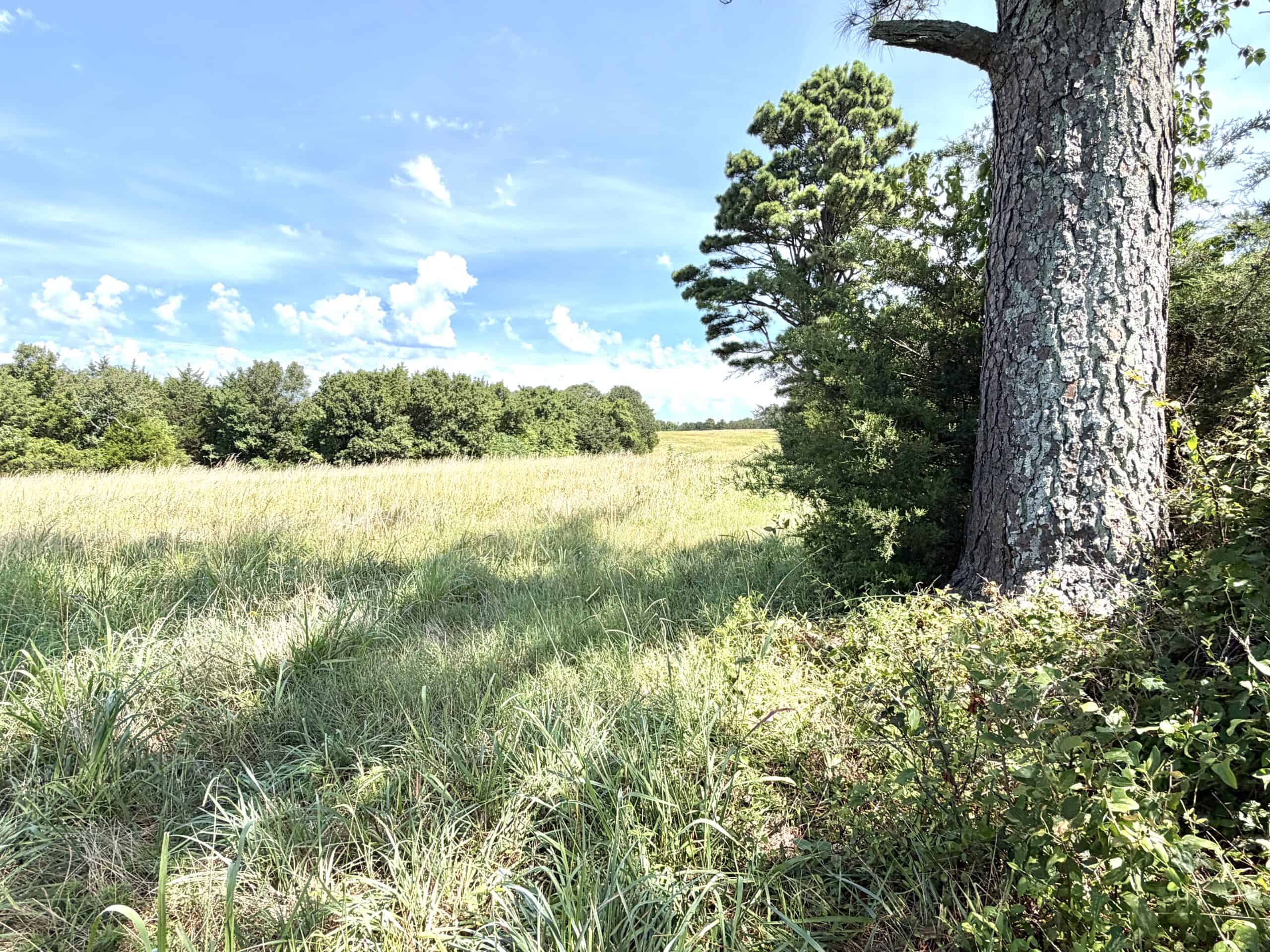 LIVESTOCK FARM AND HUNTING PROPERTY FOR SALE IN ARKANSAS