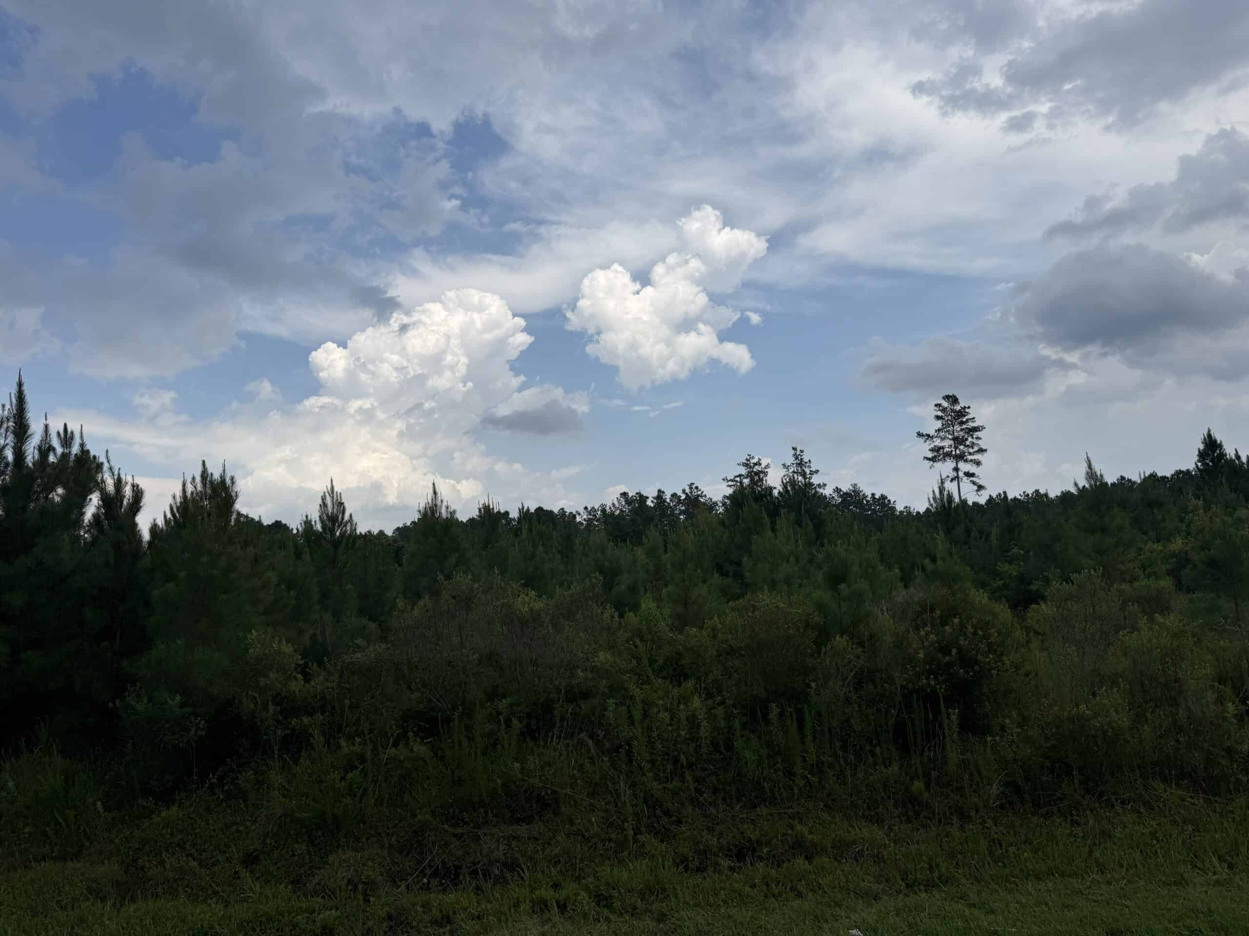 115 Acres of Hunting & Timberland for Sale in NC