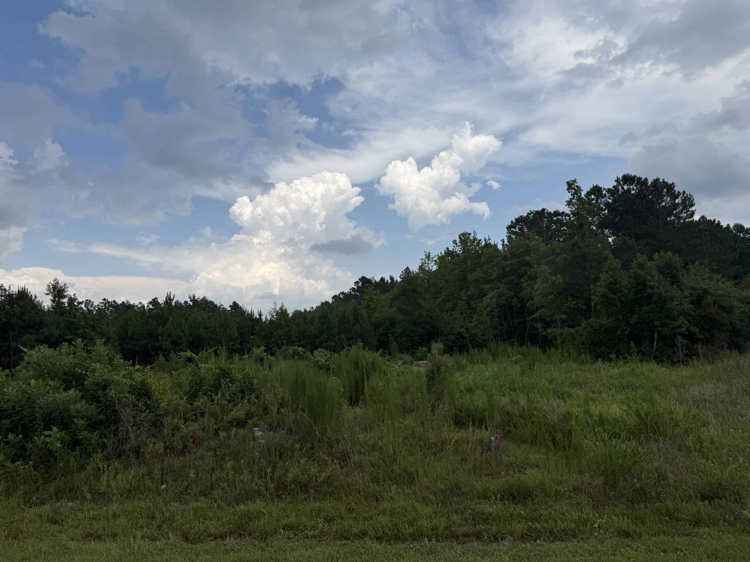115 Acres of Hunting & Timberland for Sale in NC