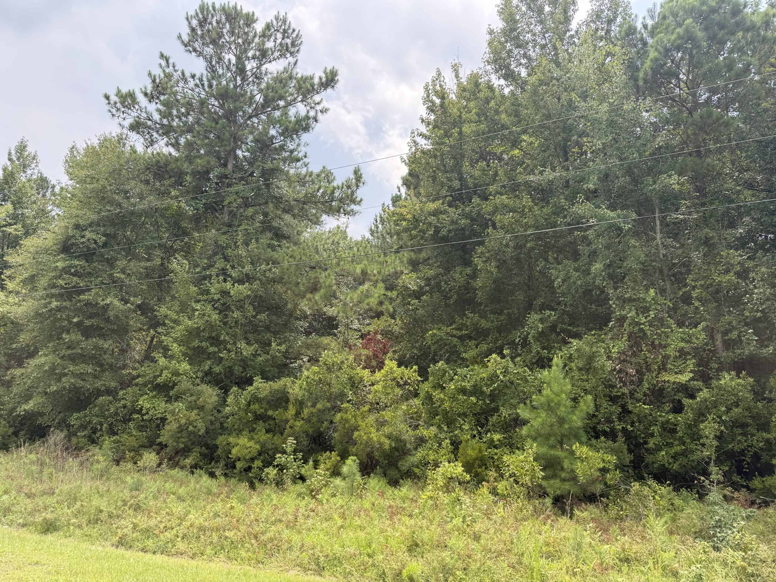 153-Acre Timberland for Sale in Edward, NC
