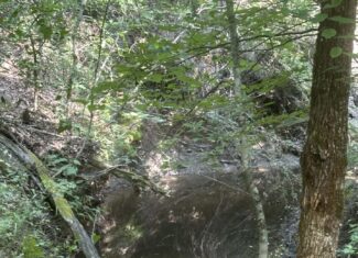 130 acres Hunting Property – Hopkins County TX