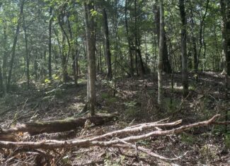 130 acres Hunting Property – Hopkins County TX